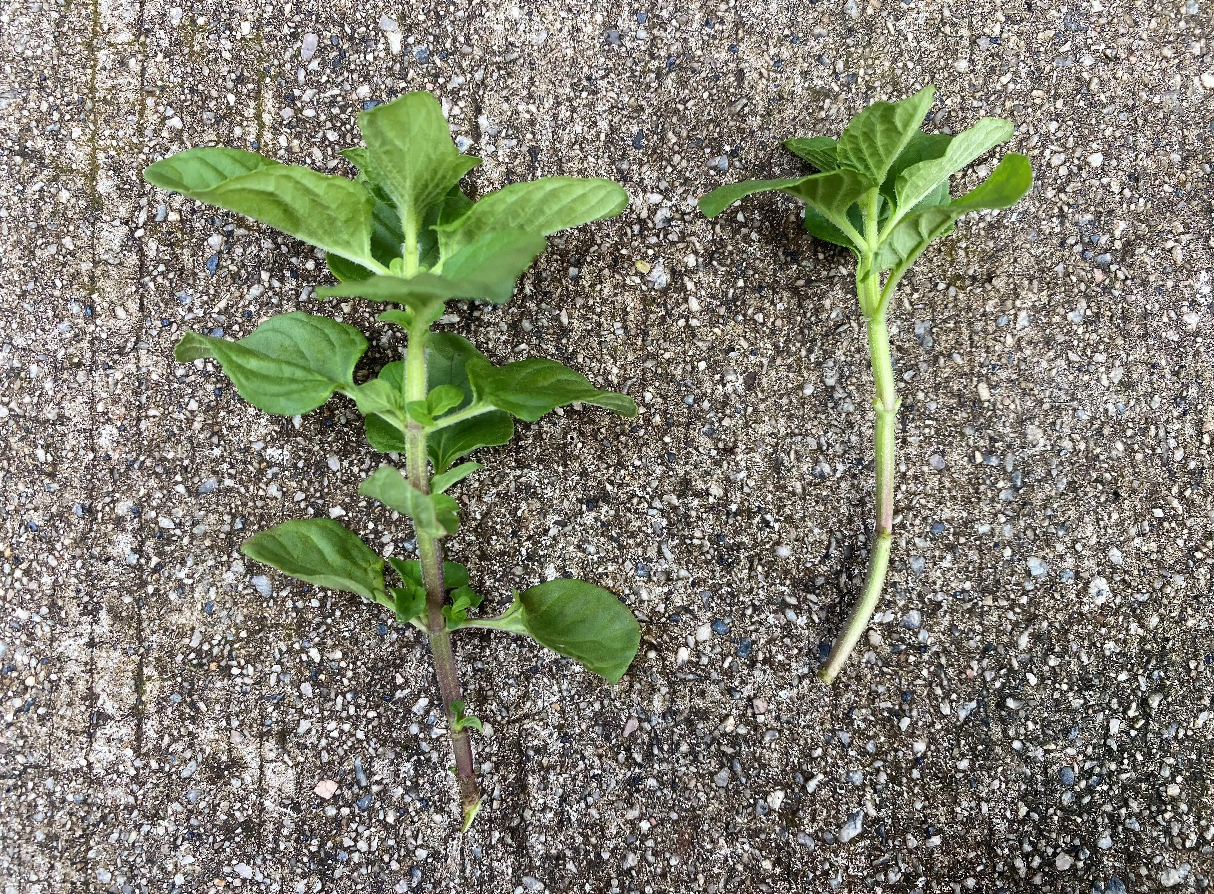 Удалите листья с нижних двух-трех узлов черенка. Эта оголенная часть стебля будет зарыта в смесь для размножения. Любые листья, оставшиеся на стебле, сгниют, если их закопать в смесь.