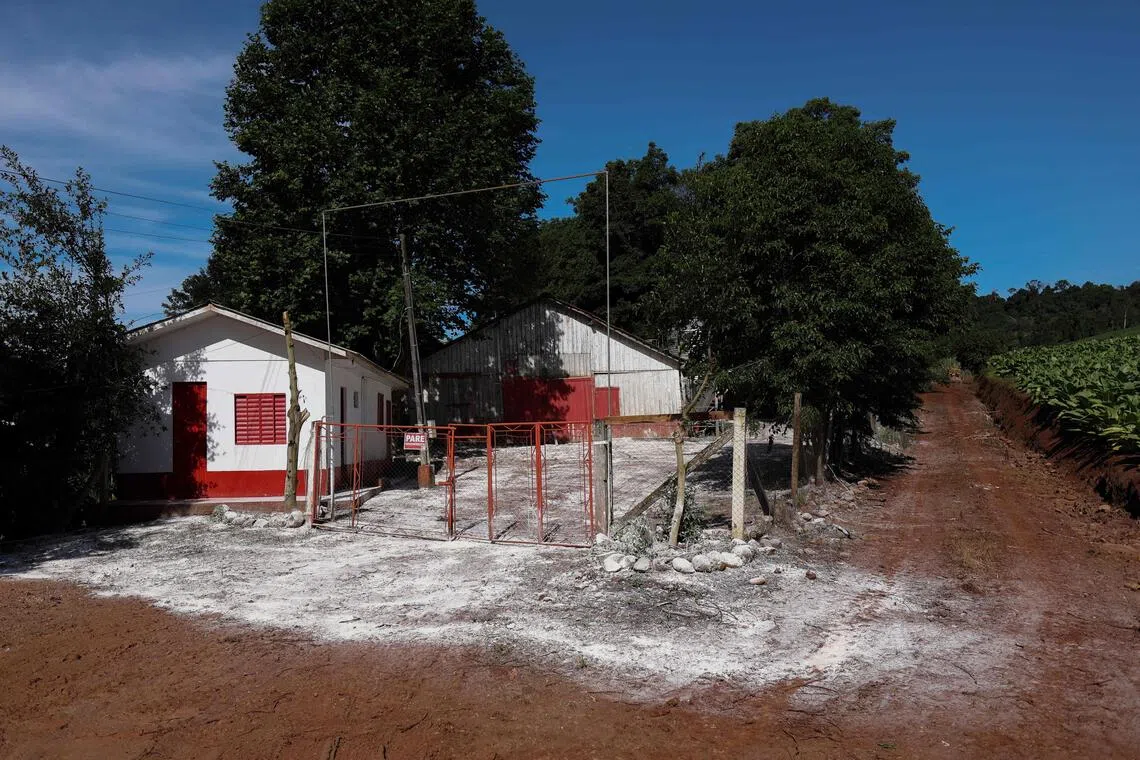 A poultry farm – with lime for disinfection – where an outbreak of Newcastle disease in turkeys was detected, in Nova Itaberaba, in Brazil’s Santa Catarina state, on Oct 20.