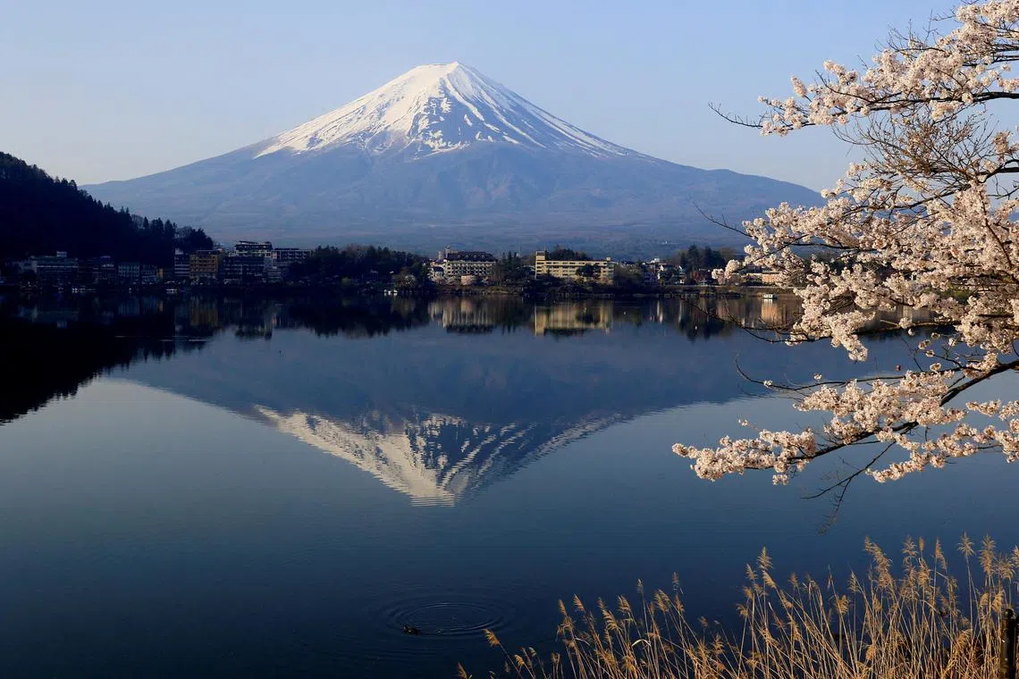 FILE PHOTO: General view of cherry blossom trees with Mount Fuji in the background at Lake Kawaguchiko, Fujikawaguchiko, Japan, April 14, 2024. REUTERS/Carlos Perez Gallardo/File Photo