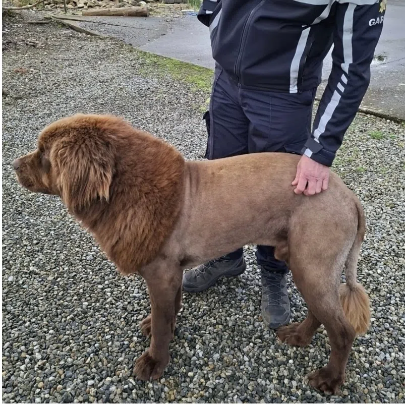 Despite the proximity to Halloween, it is still unclear why Mouse, the Newfoundland dog, had been groomed to look like a lion.