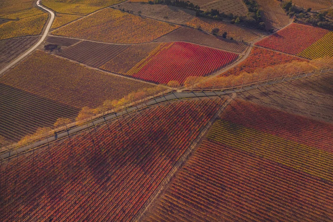 Aerial view showing a road crossing over a vineyard in Camplong-d'Aude, southwestern France, on November 11, 2025. 