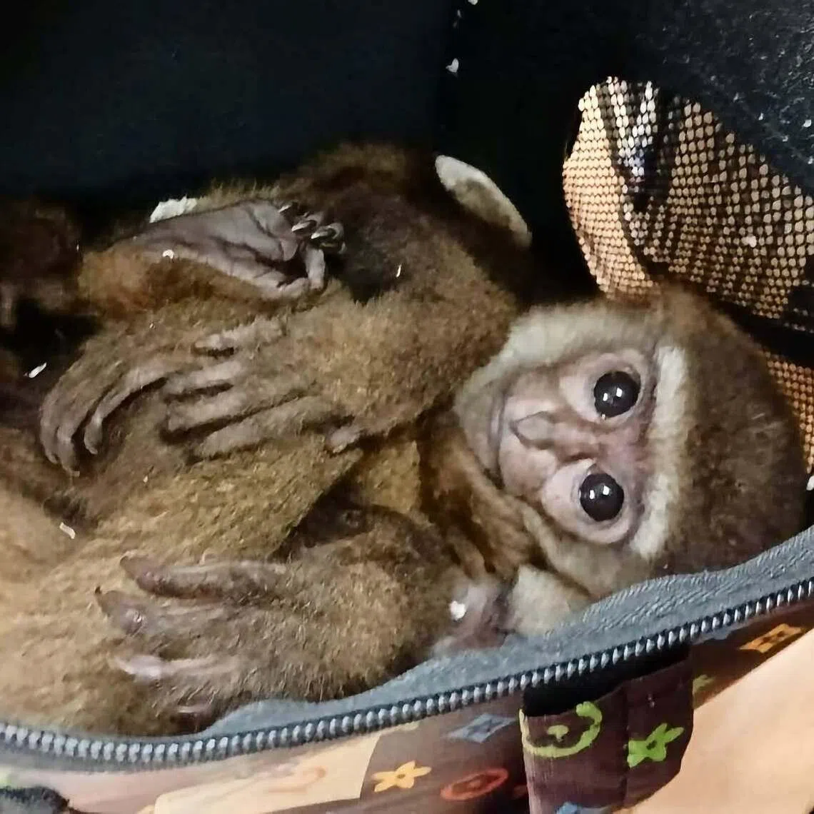 Malaysian authorities foiled an attempt to smuggle six gibbons at Kuala Lumpur International Airport on June 8.