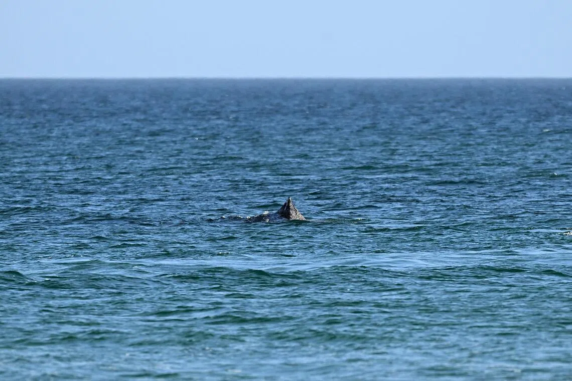 The 10m-long humpback whale swims near the coast after managing to free itself overnight from a sandbank at Timmendorfer Strand beach.