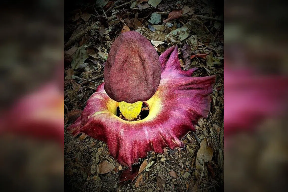 The flower emits a foul smell similar to a decomposing animal to attract pollinators such as flies and beetles.