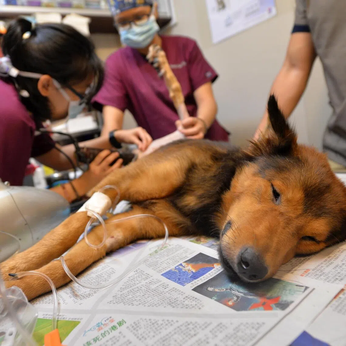 Singapore’s veterinary sector has grown in size, scope and complexity over the years, alongside rising pet ownership and growing demand for animal healthcare services.