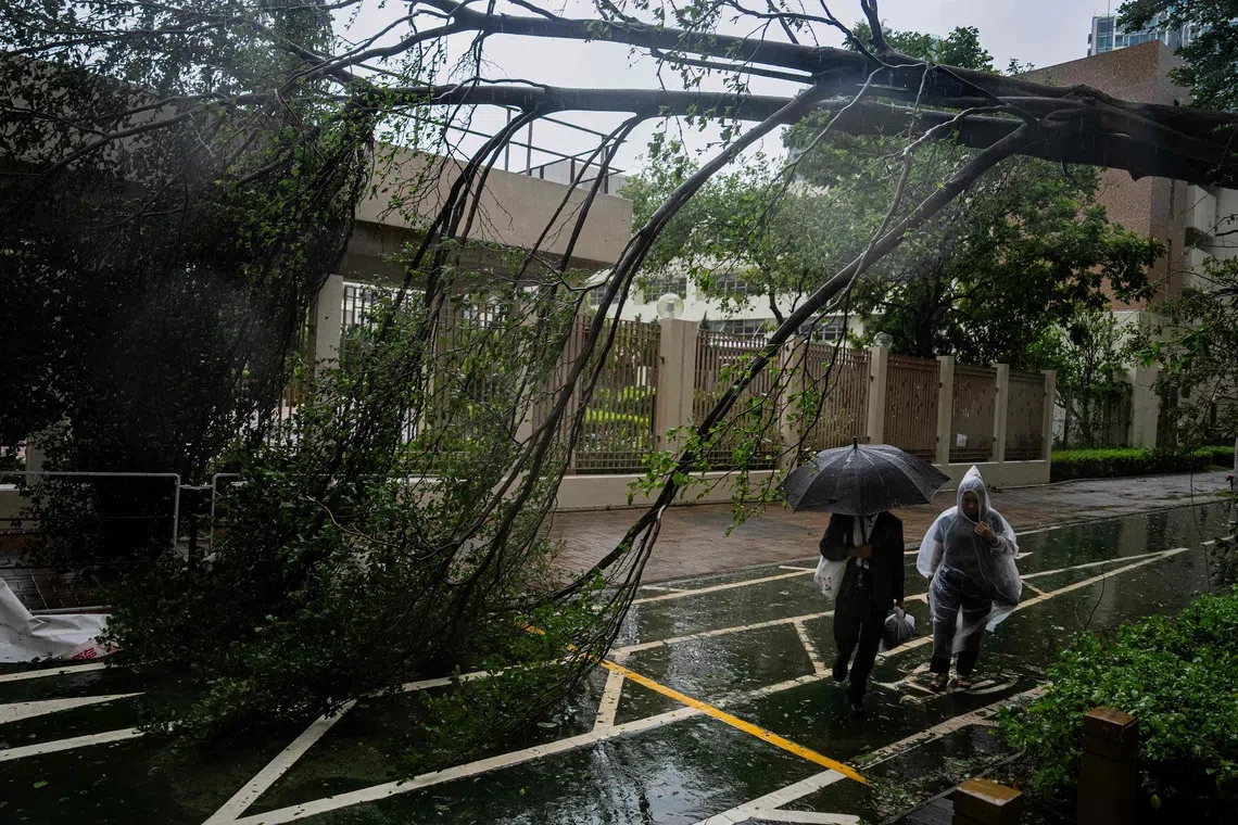 People walk past a toppled tree in Tseung Kwan O after Super Typhoon Ragasa hit Hong Kong on Sept 24.