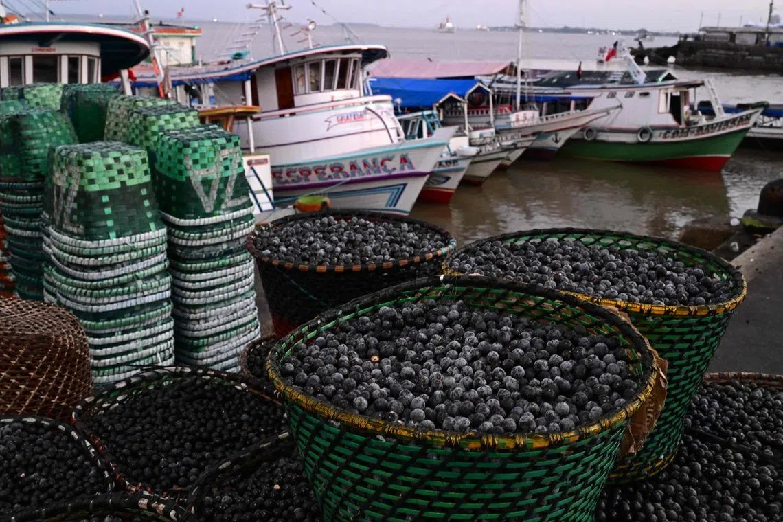 Baskets of acai berries at the Ver-o-Peso wholesale market in Belem, Brazil, in November 2025. Acai’s active ingredients have piqued the interest of food and cosmetic companies worldwide.