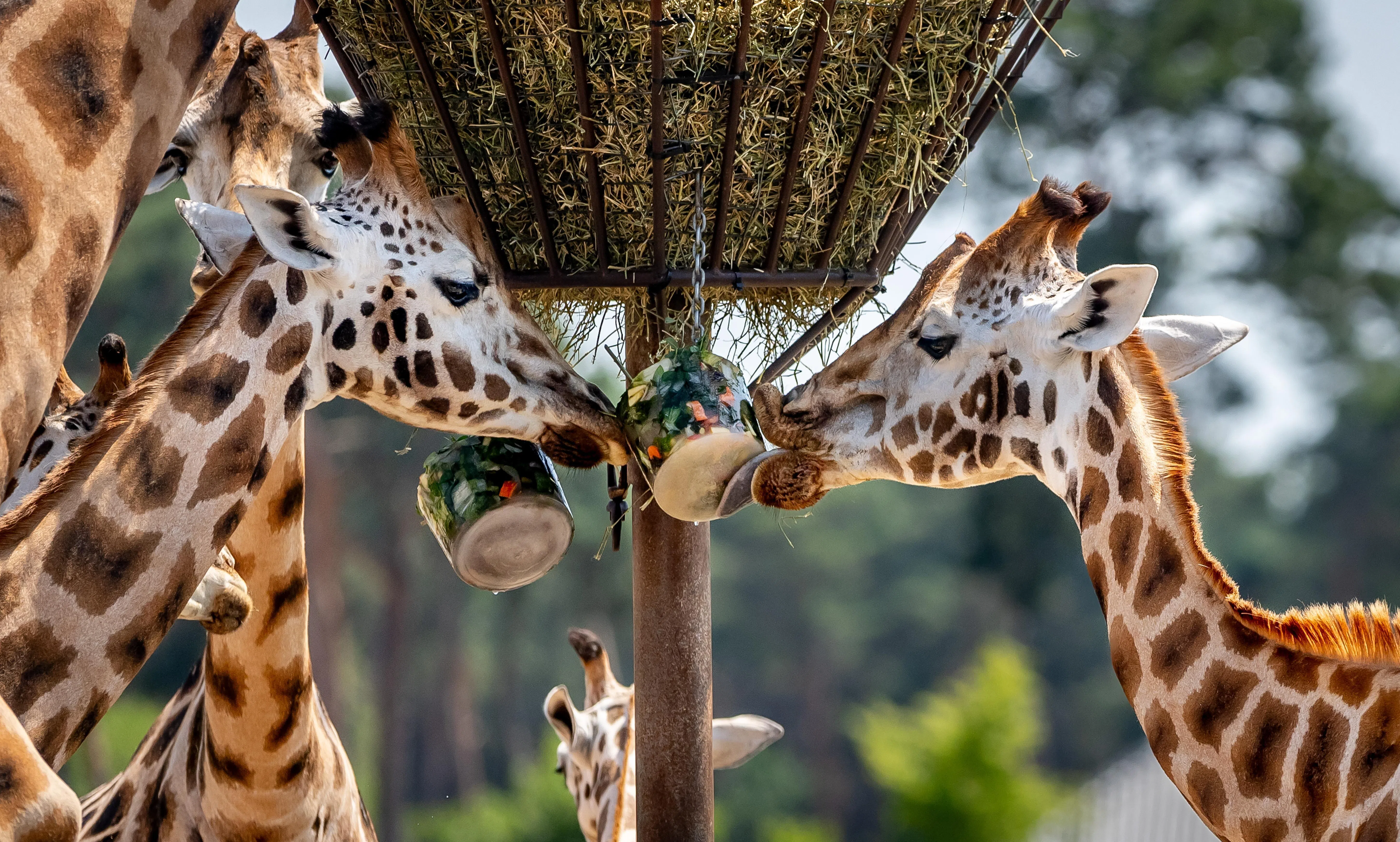 epa13061046 Giraffes at Beekse Bergen Safari Park eat ice cream, in Hilvarenbeek, the Netherlands, 24 June 2026. The animal park is cooling down animals suffering from the heat by giving them ice cream made especially for them. EPA/IRIS VAN DEN BROEK