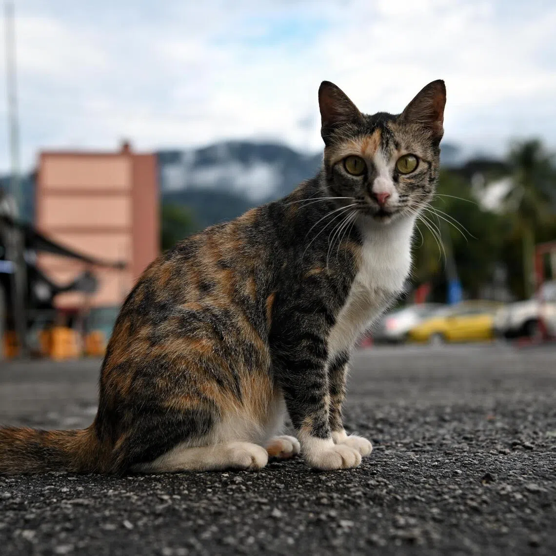 SPCA Selangor also highlighted the risks facing community animals, which may not have indoor options amid the haze.