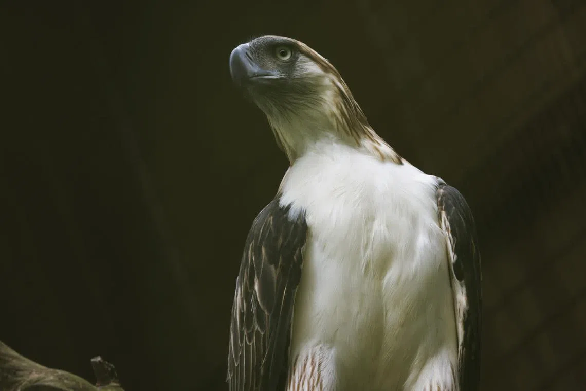 Geo was one of two Philippine eagles  Manila sent to Singapore under a pact to help save some of the world's rarest raptors.