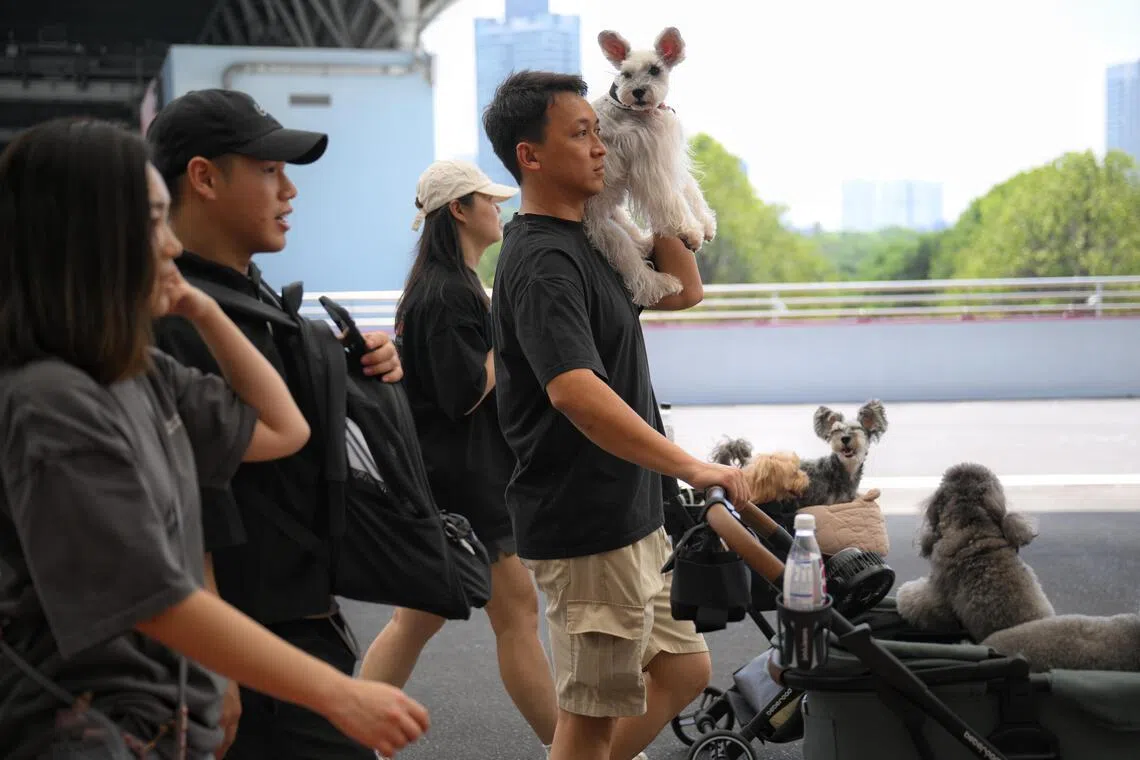 Jackie Loo, 38, carrying his 13-year-old schnauzer, Sugar, along the promenade.