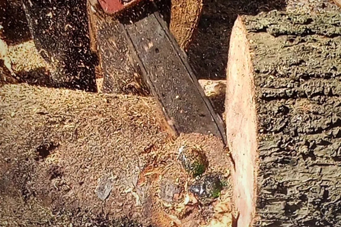 The mystery of how the statue ended up inside the tree trunk remains unsolved.