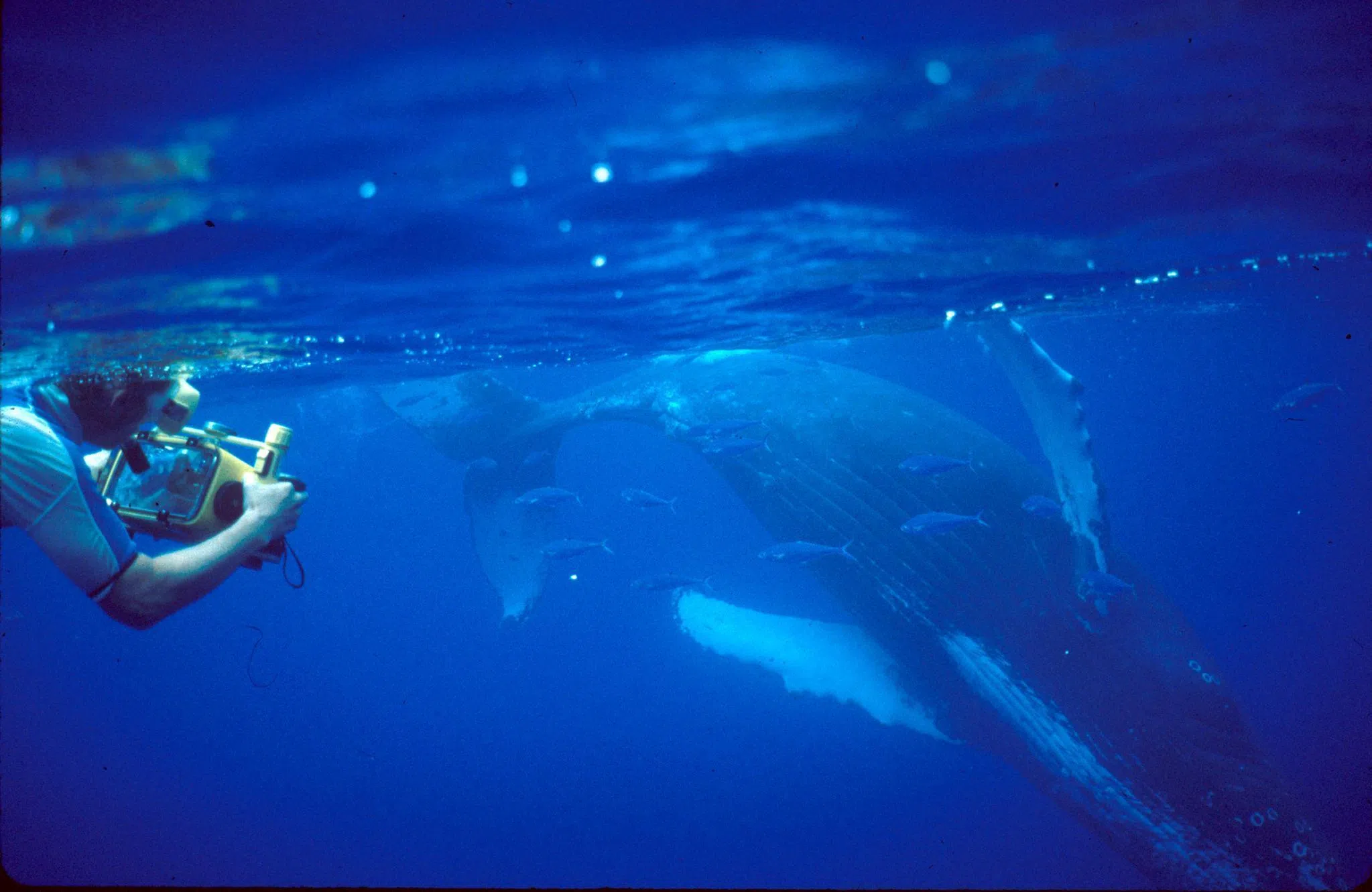 Prof Pack filming a female humpback whale and waiting for it to dive and rest below the surface so that he can measure its body length.