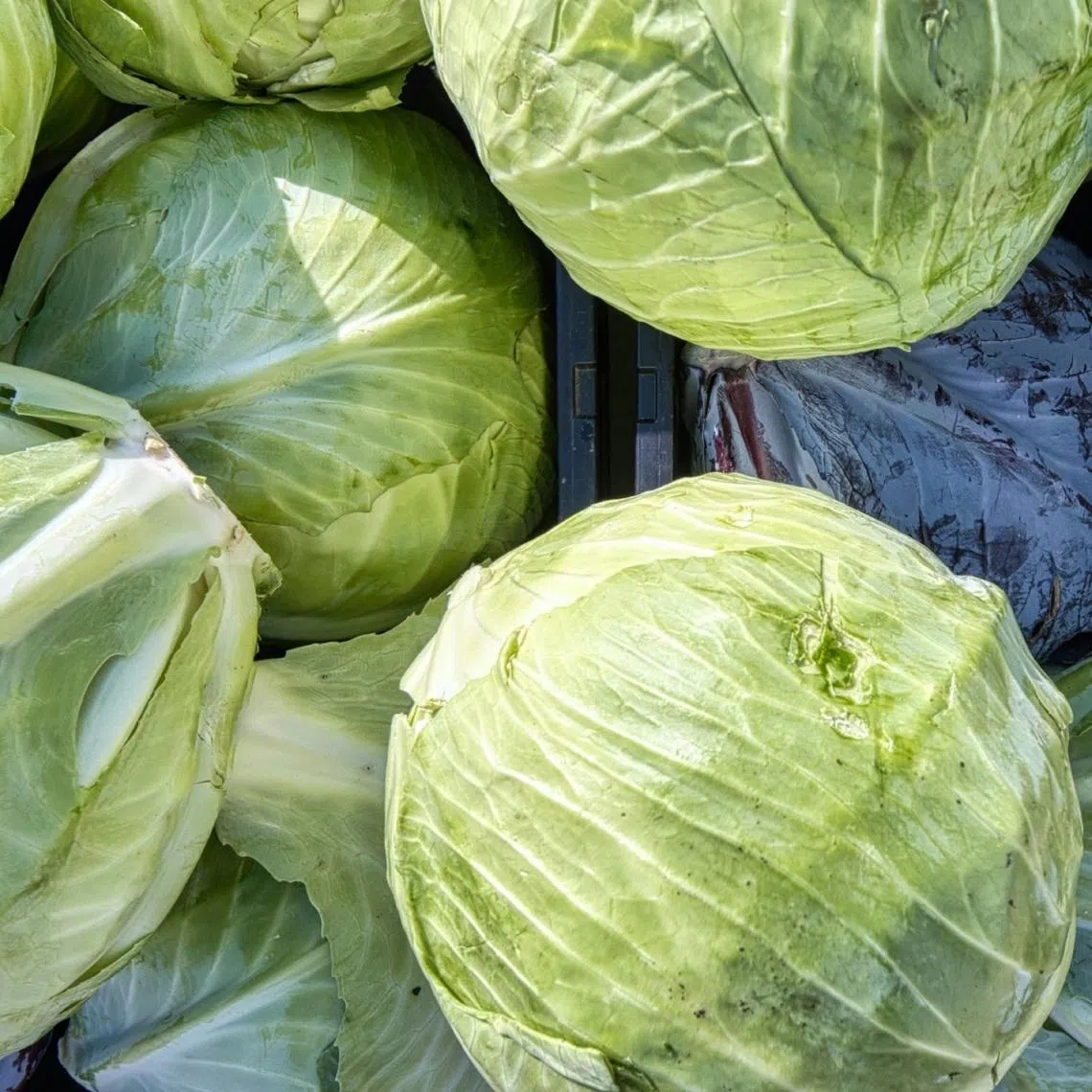 There are hundreds of cabbage varieties, but some of the most common are green, red, napa, savoy and bok choy.