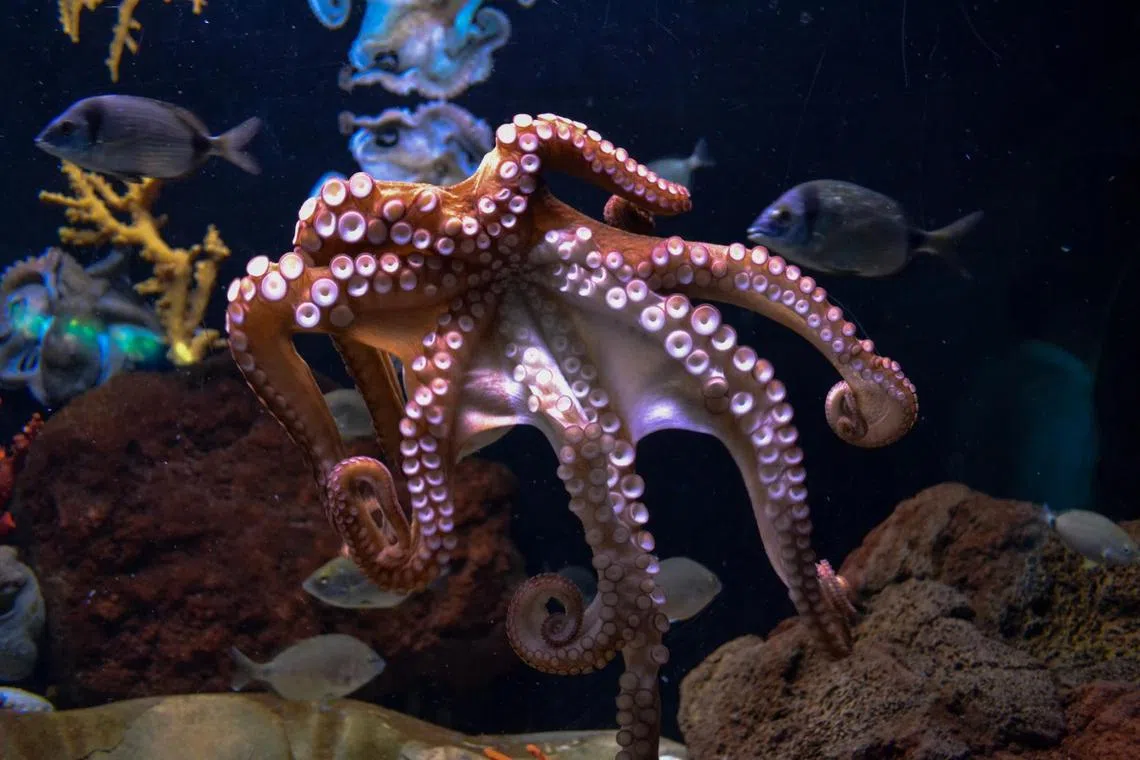 The plan will see octopuses - who are solidarity creatures who delve mostly in the dark - grouped together in tanks and exposed to round-the-clock unnatural light in a two-storey building.