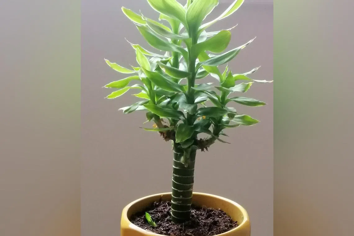 The Lucky Bamboo has growth nodes along its stem.