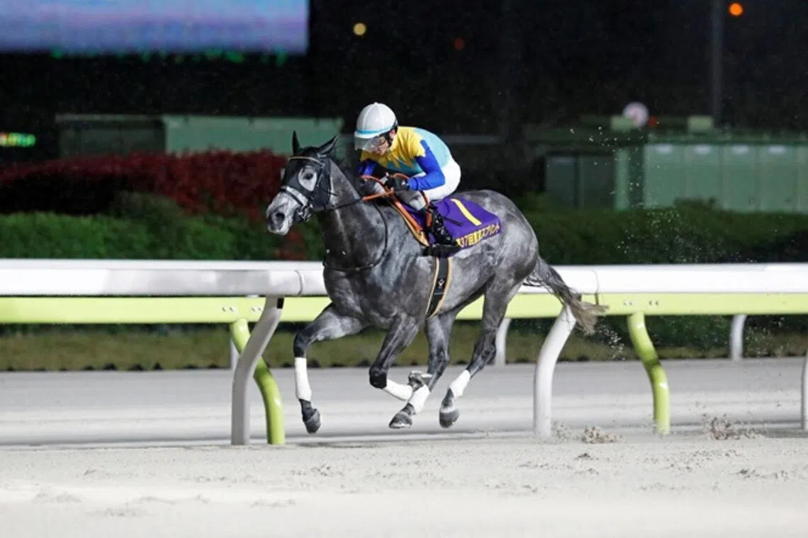 Dragon Welds winning the Listed Tokyo Sprint (1,200m) at Oi on April 15.
Credit: PHOTO:  NATIONAL ASSOCIATION OF RACING