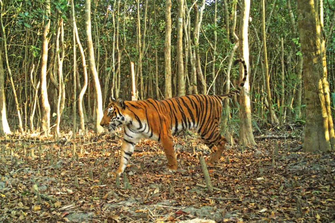 (FILES) This handout photo taken on April 11, 2018 and released by the Bangladesh Forest Department shows a Bengal tiger walking through the forest in Sarankhola, in the southwestern Bagerhat district. Bangladesh remains a major hub for the poaching of endangered tigers despite government claims of a successful crackdown on pirate groups involved in the trade, according to research published on July 28, 2023. (Photo by Handout / BANGLADESH FOREST DEPARTMENT / AFP) / -----EDITORS NOTE --- RESTRICTED TO EDITORIAL USE - MANDATORY CREDIT "AFP PHOTO / Bangladesh Forest Department " - NO MARKETING - NO ADVERTISING CAMPAIGNS - DISTRIBUTED AS A SERVICE TO CLIENTS
