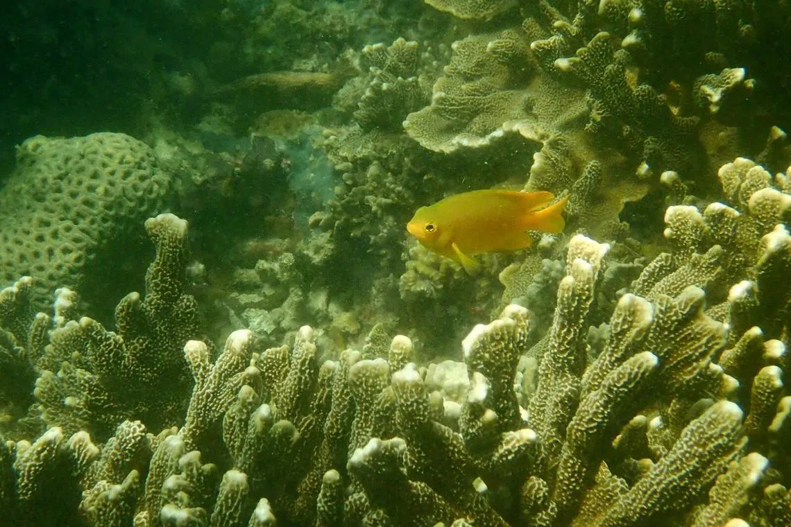 photo taken in Pulau Satumu