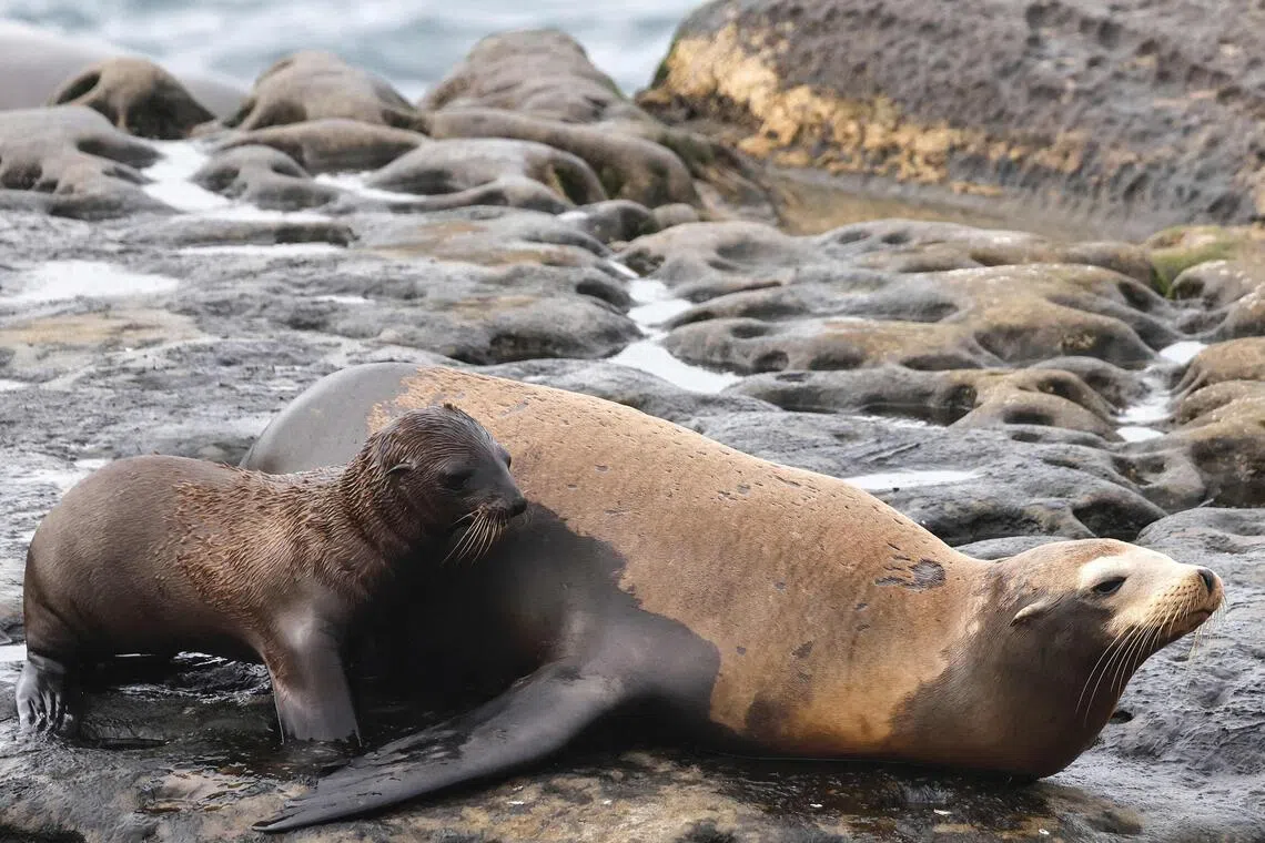La Jolla is a neighbourhood in San Diego known for beautiful beaches, seaside cliffs and marine wildlife.