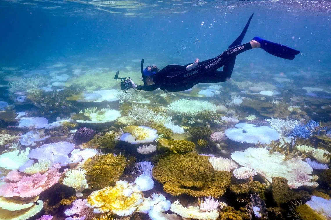 Northern and southern branches of the sprawling reef had seen the “largest annual decline in coral cover” ever recorded.