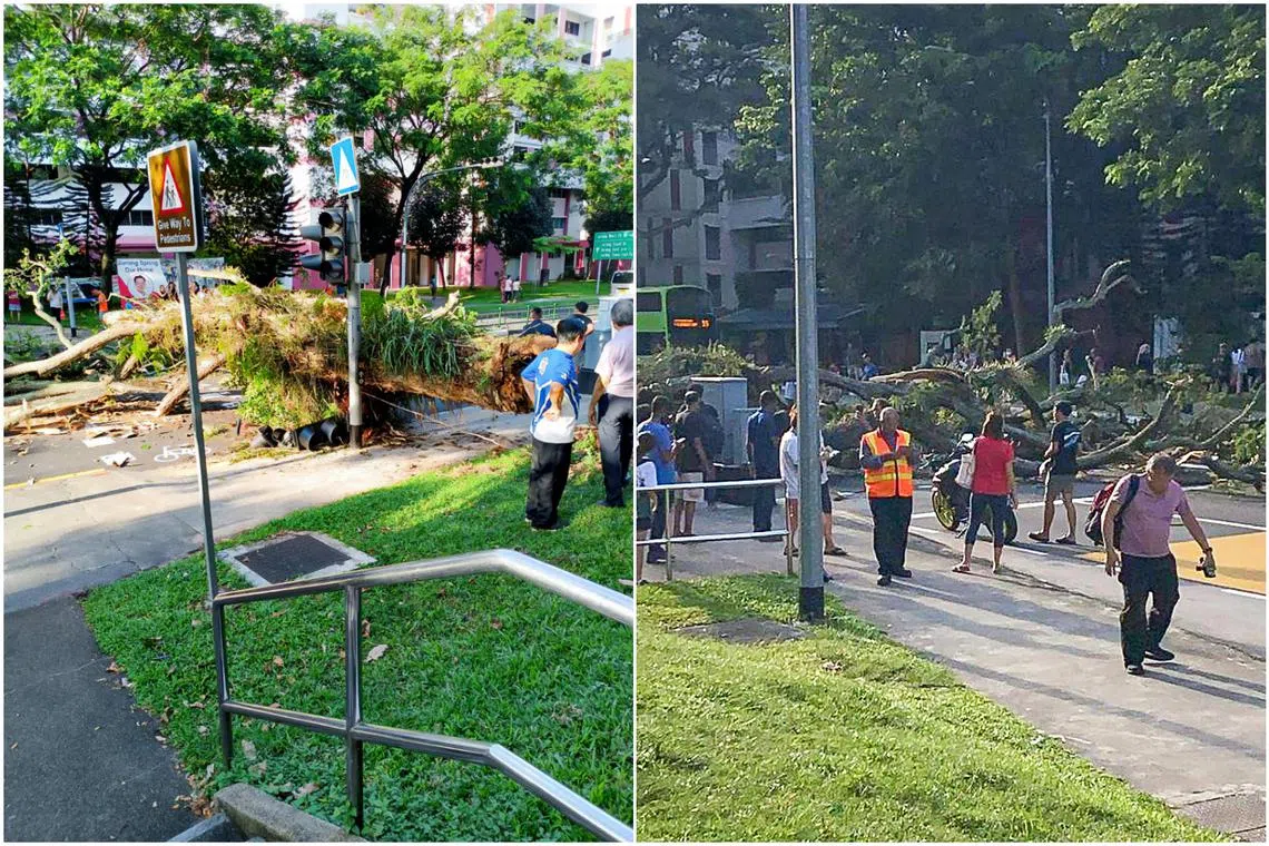Photos of the aftermath show a fallen tree lying across the road. A traffic light near the tree is damaged.