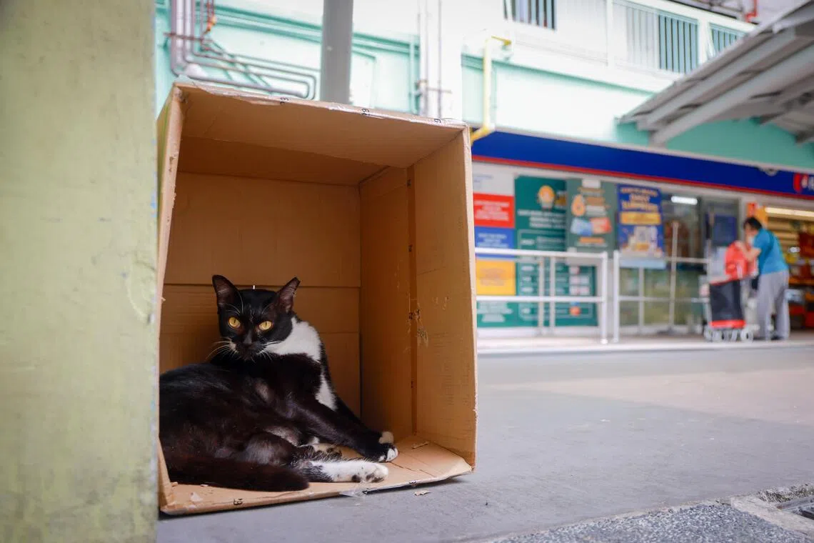 A community cat in Bukit Ho Swee in the haze on Oct 22.