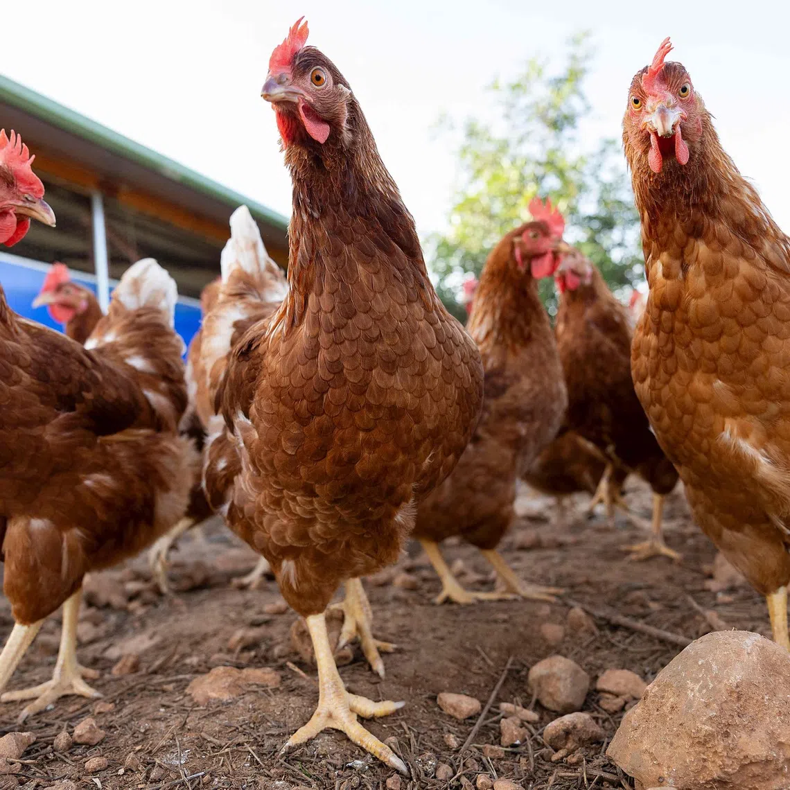 The CDC has recorded more than 70 human cases of bird flu in 2025.