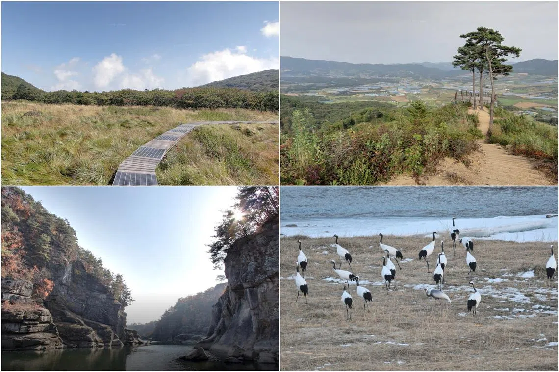 (Clockwise from top left) Yongneup, DMZ Punchbowl Trail, Red-crowned cranes and the Hantan River, all in the DMZ border area.