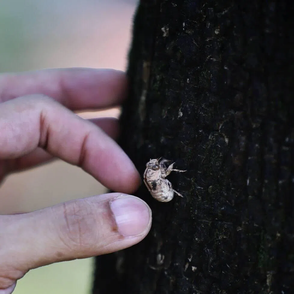 The constituency’s office will also spend five months trialling novel ways to control the seasonal swarms of cicadas that fly into the homes near the PIE.