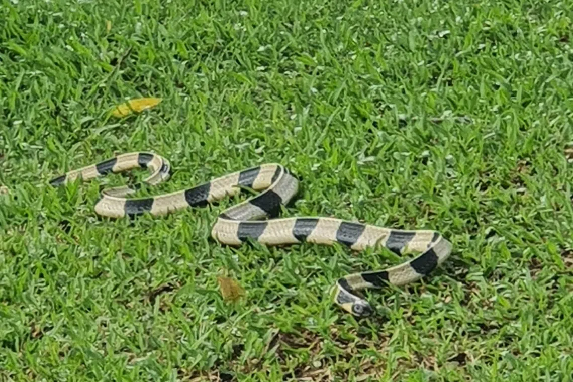 The snake, with distinctive black and white bands, was identified as a banded krait by netizens on the video’s thread.