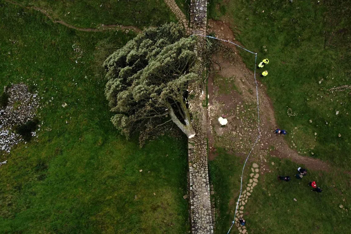 The felled Sycamore Gap tree, along Hadrian's Wall, near Hexham, northern England on Sept 28. One of the UK's most photographed trees, located next to the Roman-era Hadrian's Wall in northeast England, has been "deliberately felled," the authority responsible for the local National Park said. Local police said that a teenager had been arrested in connection with the incident. 