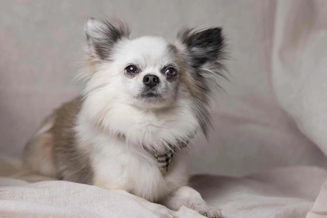 Chihuahuas may look cute, but they probably have some wolf in them. That is the discovery announced by US scientists on Nov 24, 2025 - nearly two-thirds of all dog breeds have a detectable amount of wolf DNA. 