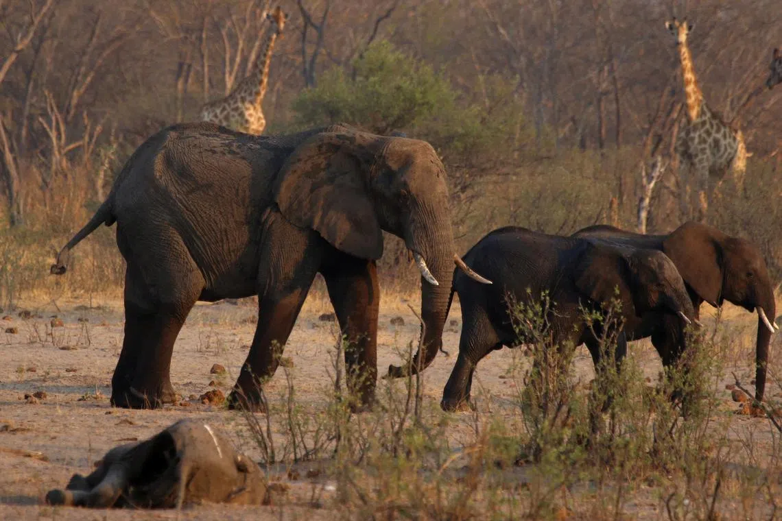 Zimbabwe's wildlife authority said the culling of elephants was necessary as the country is struggling to cope with an overpopulation of the animal and withering drought.