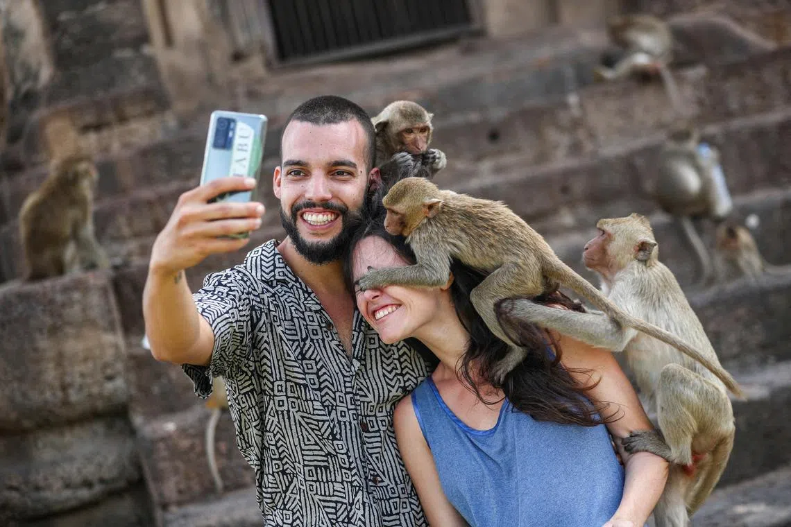 Monkeys climbing onto tourists during the annual Monkey Festival in Lopburi province, Thailand, Nov 26, 2023. 