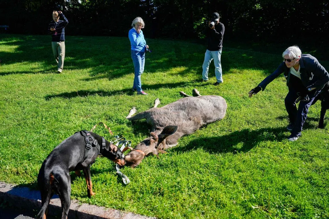 The police said the moose was put down for "animal welfare reasons" by the wildlife authorities.