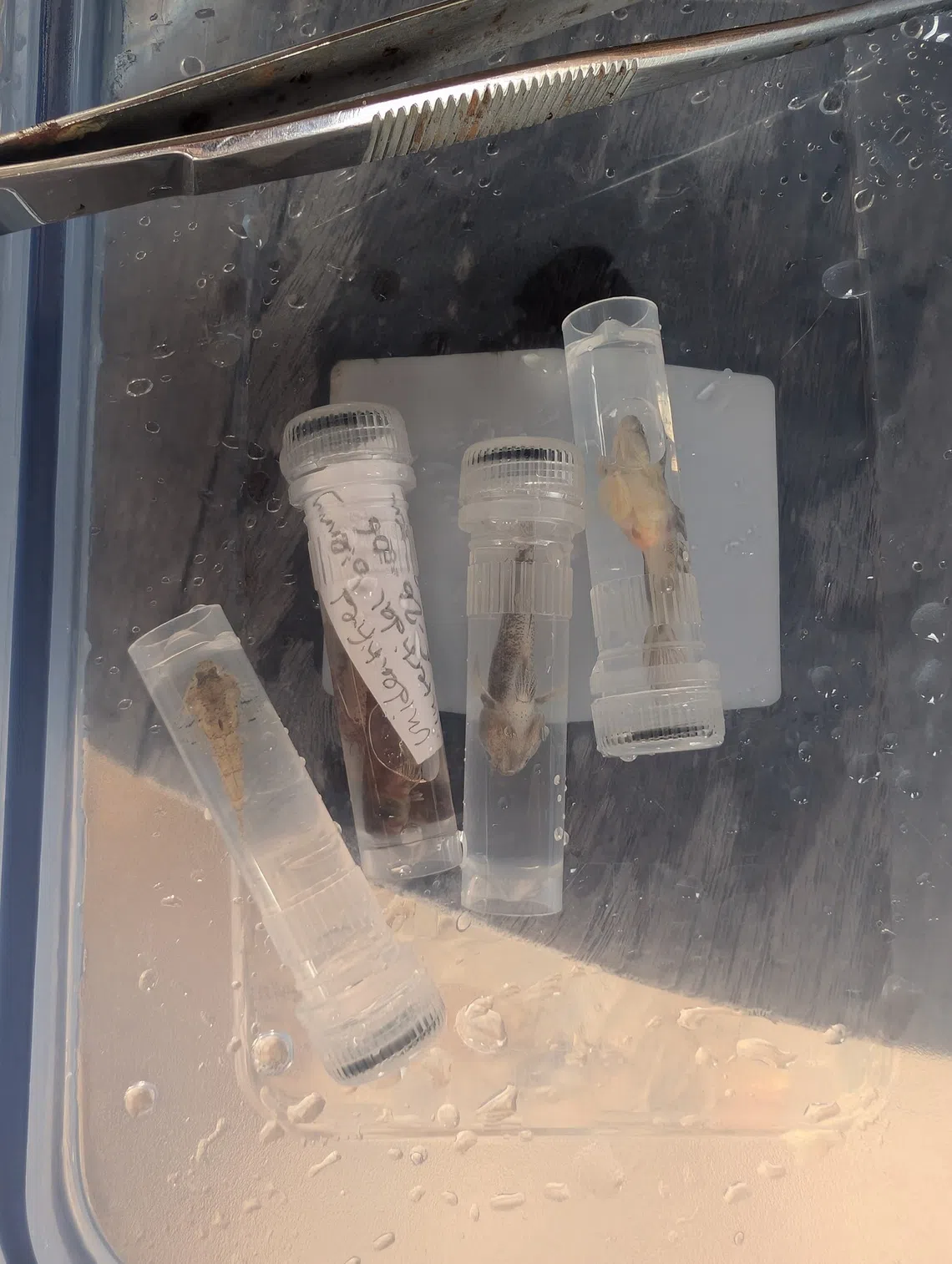 A selection of specimens collected by marine biologists Nesha Ichida and Mark Erdmann, that they believe have not been identified previously.