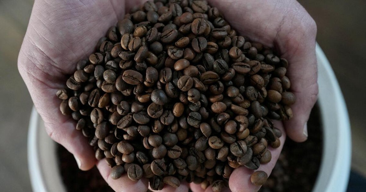 Vietnam coffee output forecast flat; El Nino threatens next crop 
