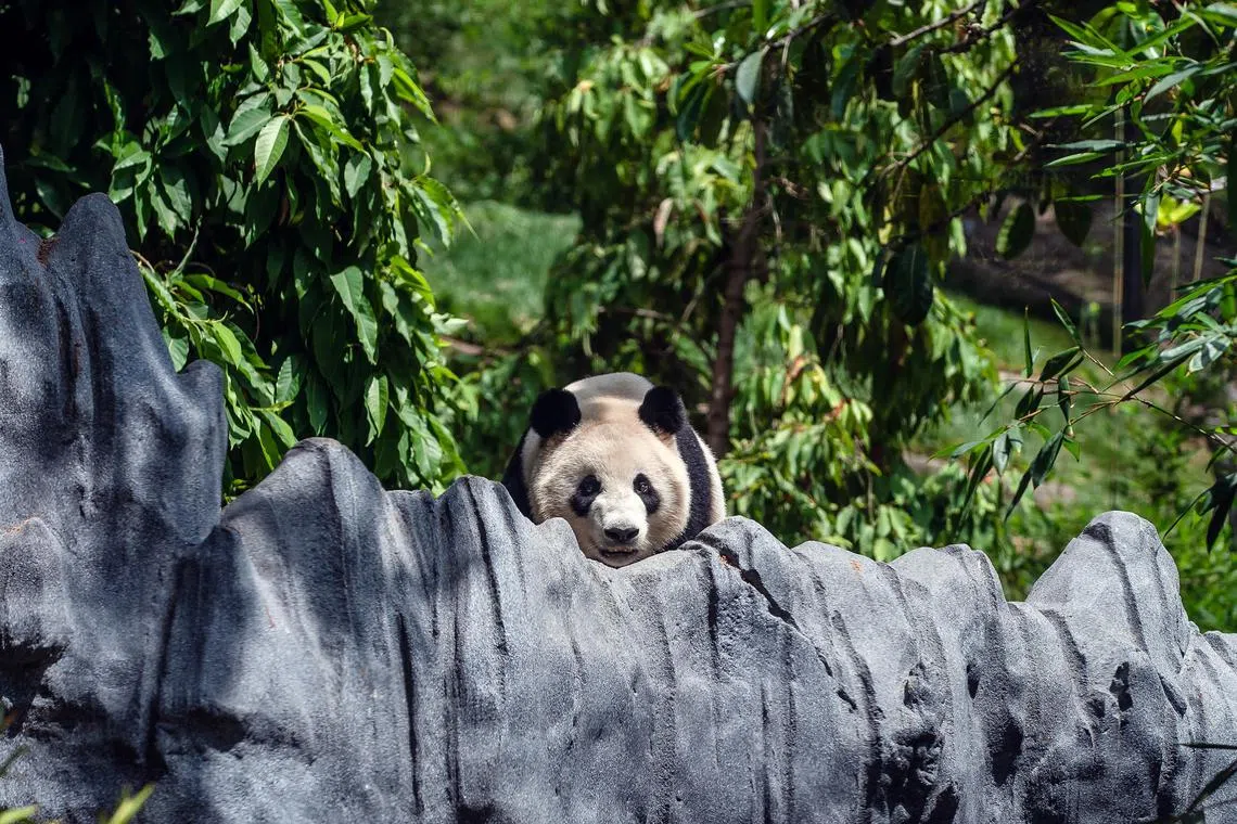 Male panda Yun Chuan at the San Diego Zoo on Aug 8, 2024. Normally confidential contracts show that US zoos are accepting increasingly strict terms governing panda cameras and public statements. 