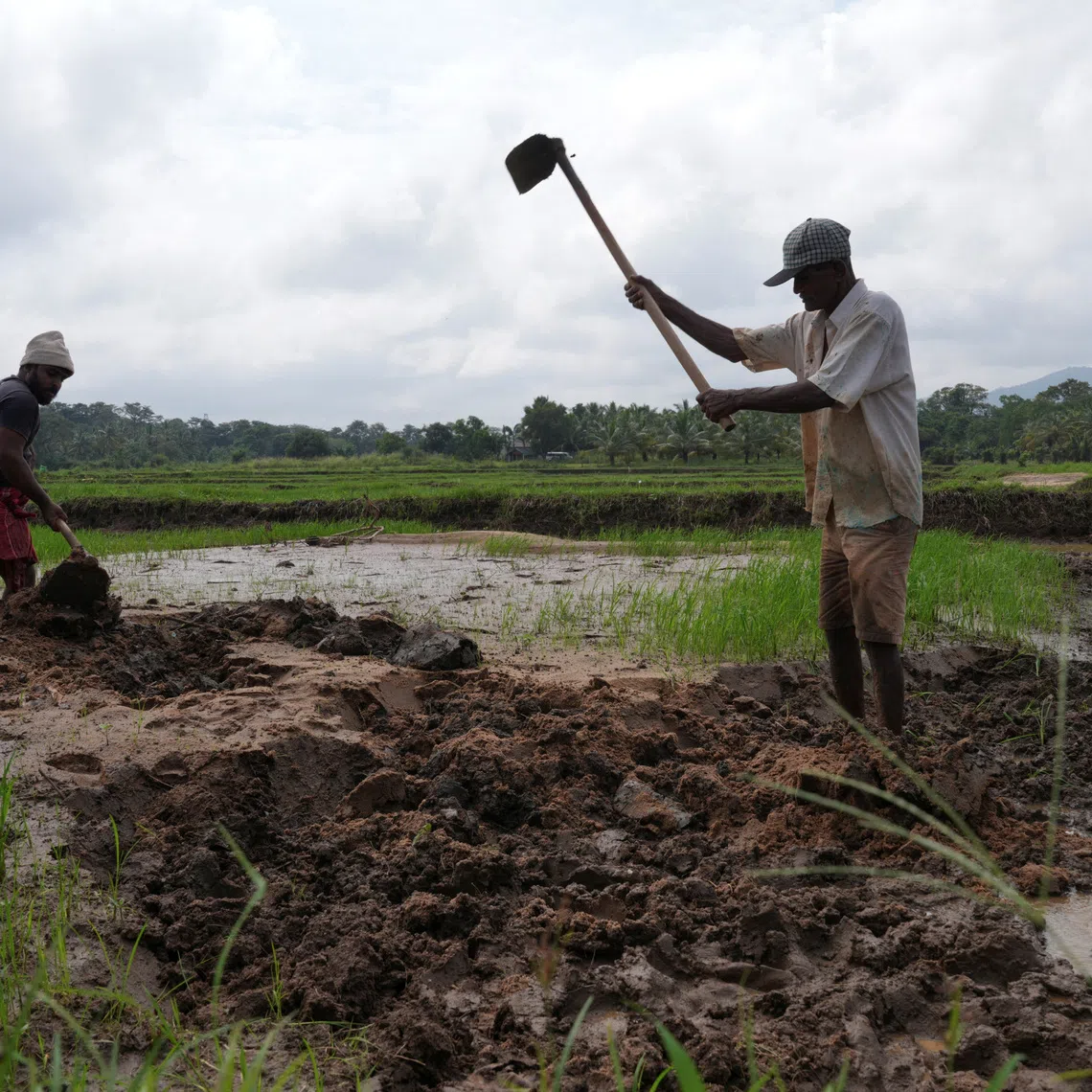 Farmers work to remove mud and sand from a paddy field after Cyclone Ditwah, in Galewela, Sri Lanka, December 14, 2025. REUTERS/Thilina Kaluthotage