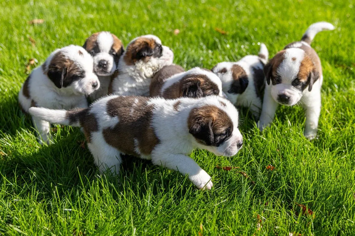 Seven St Bernard puppies play on the grass at the nursery of the Barry Foundation, in Martigny, Switzerland.
