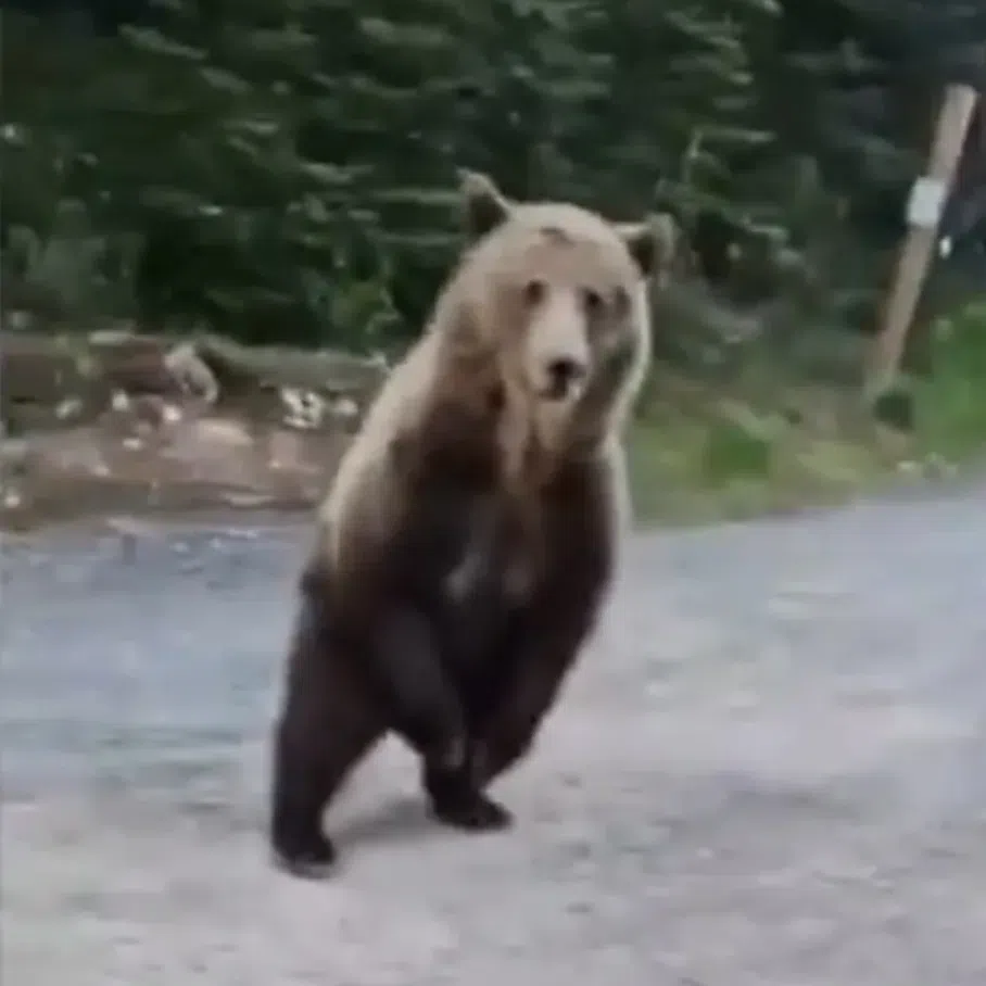 A woman in Alberta, Canada, had an unexpected run-in during her morning dog walk, with a persistent follower.