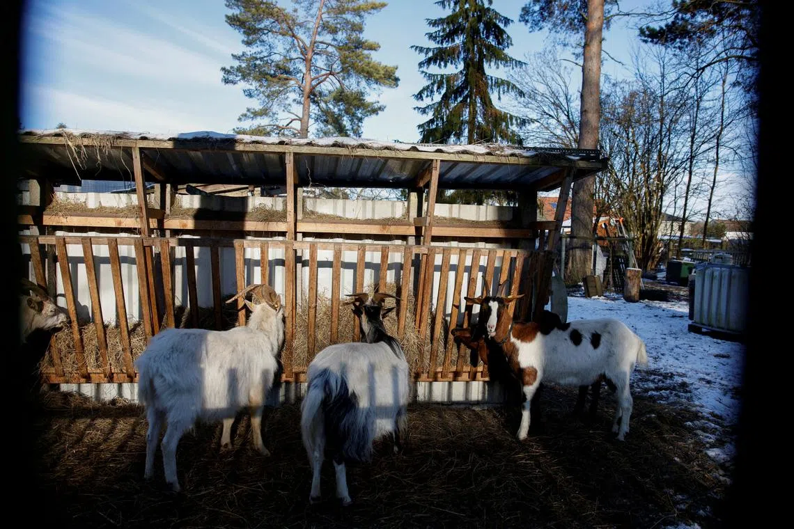 FILE PHOTO: Goats, which will be killed due to the outbreak of foot-and-mouth disease stand on a farm in Schoeneiche, Germany, January 13, 2025. REUTERS/Axel Schmidt/File Photo