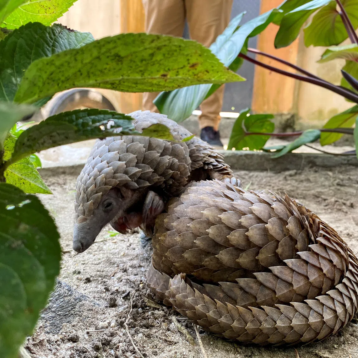 FILE PHOTO: A rescued pangolin bought off a wildlife seller is seen resting at the Green Finger Garden in Lagos, Nigeria July 29, 2020. Picture taken July 29, 2020 REUTERS/Seun Sanni/File Photo