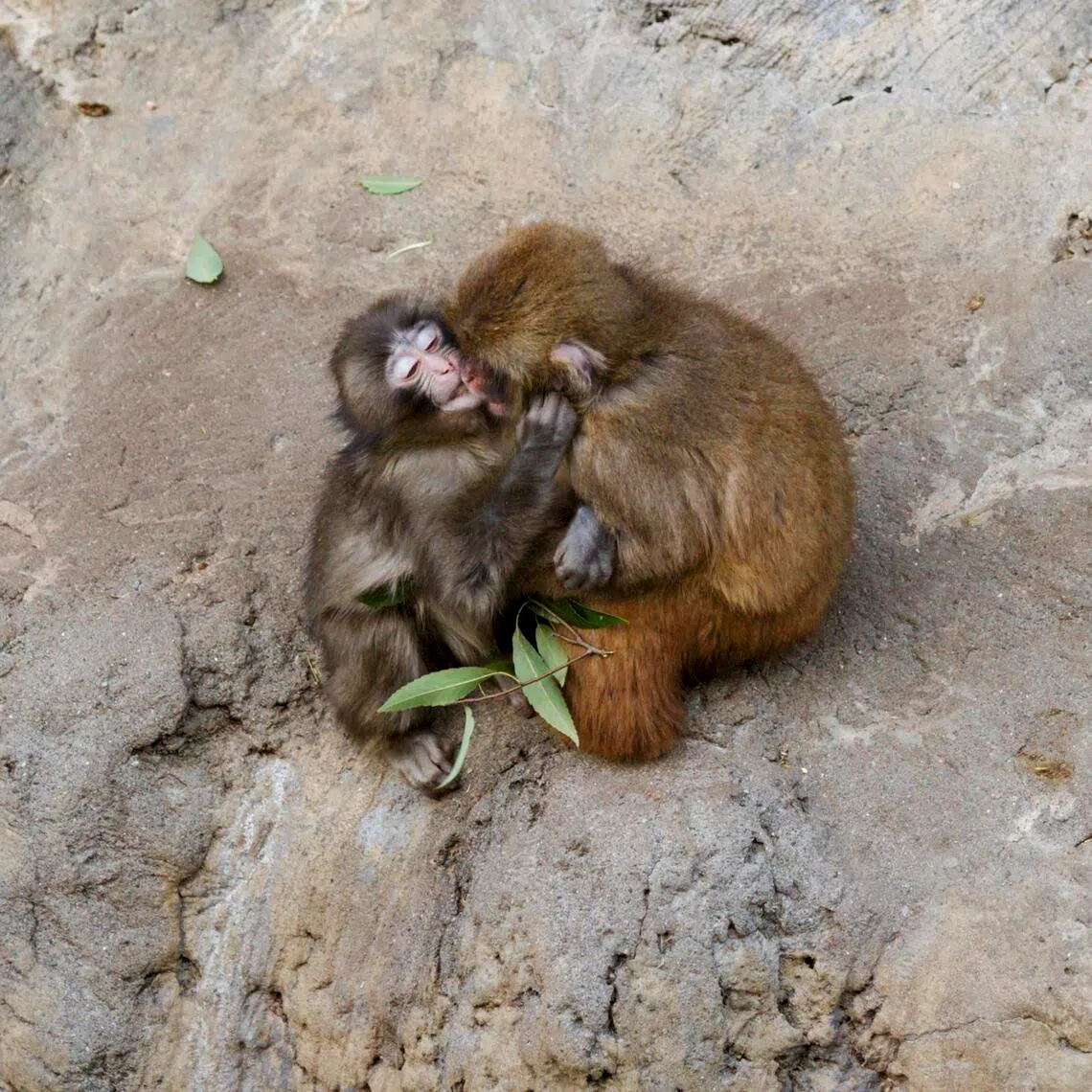 Punch, a 7-month-old macaque, plays with another monkey at Ichikawa City Zoo in Ichikawa, near Tokyo, on Feb 19, 2026.