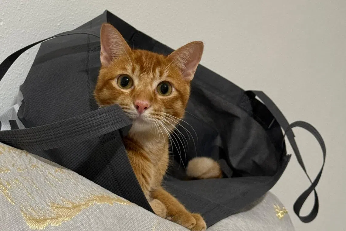 Guppy the cat was adopted from a cat welfare organisation after he was rescued from a shipyard in Tuas. 
