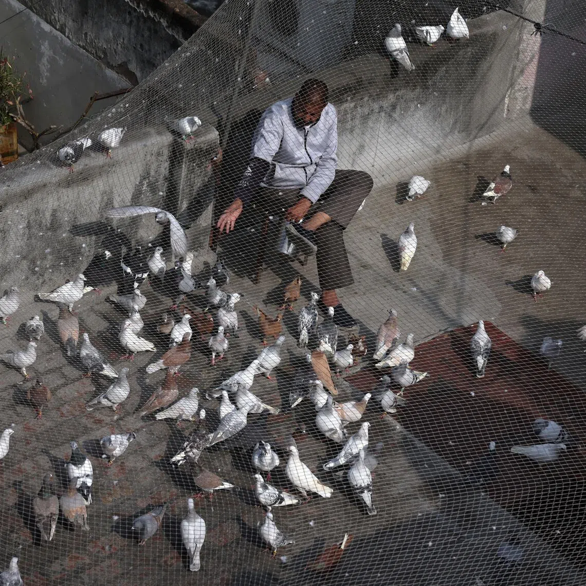 New research from a Dutch university showed that pigeons have been enmeshed in our lives for nearly a millennium longer than previously thought.