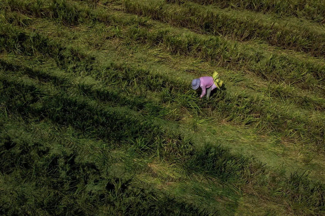 FILE PHOTO: An aerial view shows farmer picking ears of rice left over by a paddy harvester as the region experiences a drought outside Jiujiang city, Jiangxi province, China, August 27, 2022.  REUTERS/Thomas Peter/File Photo