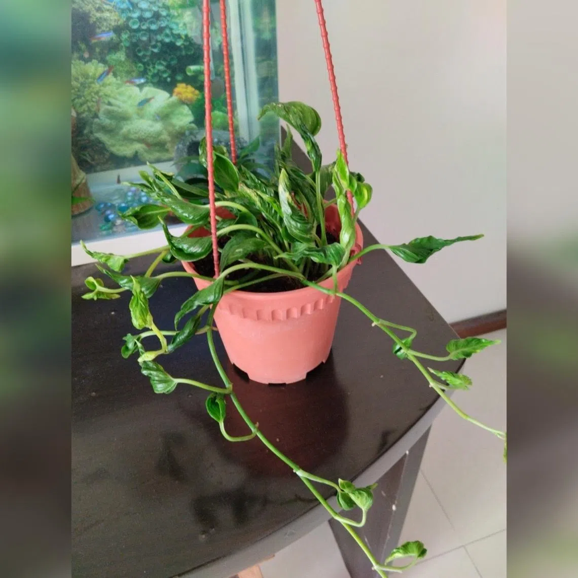 This cultivar is also known as the Sleeping Pothos and Spinach Pothos