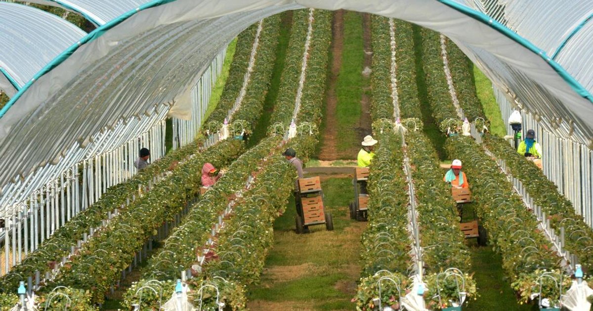 Australian migration cuts to take heavy toll on economy with worker shortages expected